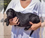 Small #1 Irish Wolfhound Mix
