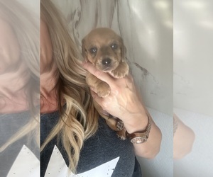 Dachshund Puppy for sale in SAN DIEGO, CA, USA