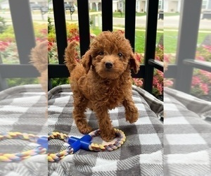 Goldendoodle (Miniature) Puppy for sale in INDIANAPOLIS, IN, USA
