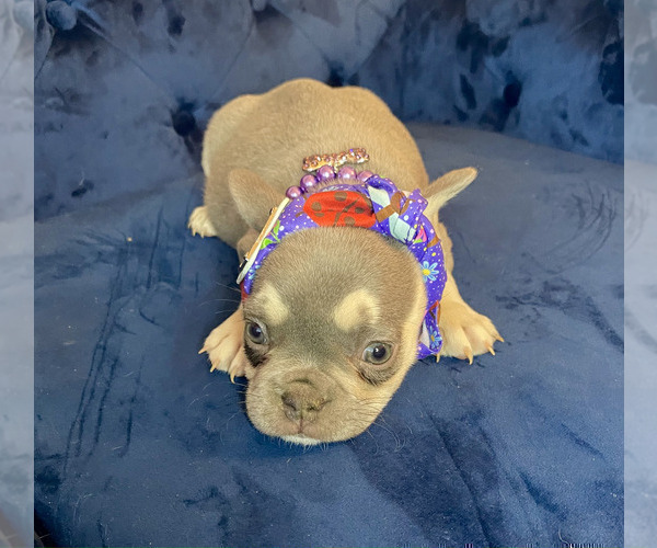 Medium Photo #6 French Bulldog Puppy For Sale in ENCINO, CA, USA