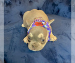 Small Photo #6 French Bulldog Puppy For Sale in ENCINO, CA, USA