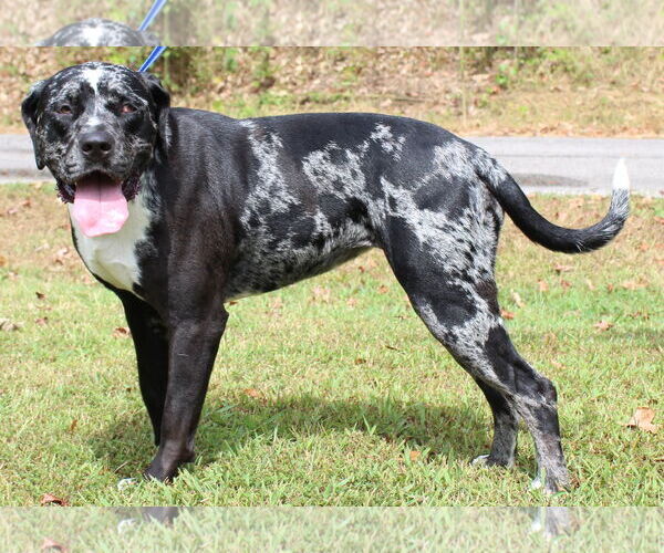 Medium Photo #3 Catahoula Leopard Dog-Unknown Mix Puppy For Sale in Prattville, AL, USA