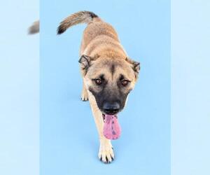TENDER - Male German Shepherd Dog-Unknown Mix Dog for Adoption - Photo #2