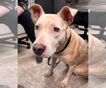 Small #15 Bull Terrier Mix