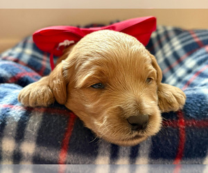 Goldendoodle (Miniature) Puppy for Sale in ROY, Utah USA