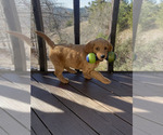 Small #13 Goldendoodle