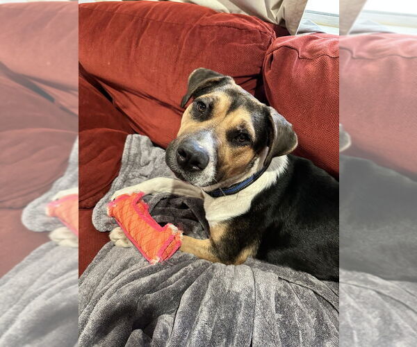 Medium Photo #4 Beagle-Unknown Mix Puppy For Sale in Dana Point, CA, USA