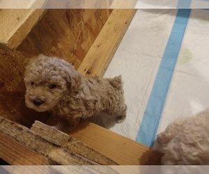 Poodle (Miniature) Puppy for sale in MORRISONVILLE, NY, USA