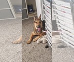Small #3 German Shepherd Dog