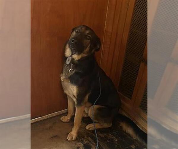 Medium Photo #1 German Shepherd Dog Puppy For Sale in San Antonio, TX, USA