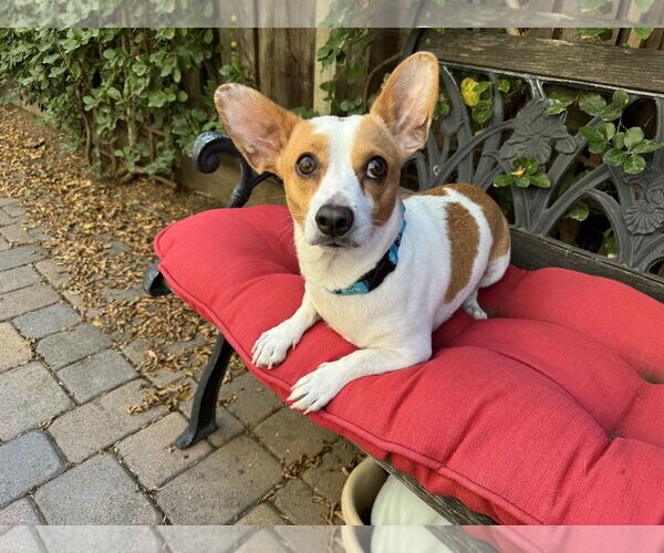 Medium Photo #1 Dachshund-Parson Russell Terrier Mix Puppy For Sale in Santa Clara, CA, USA