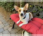 Small Dachshund-Parson Russell Terrier Mix