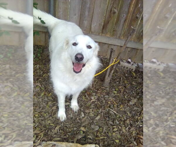 Medium Photo #4 Great Pyrenees Puppy For Sale in Spring, TX, USA