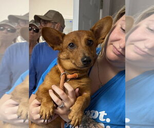 Dachshund Dogs for adoption in Bolivar, MO, USA
