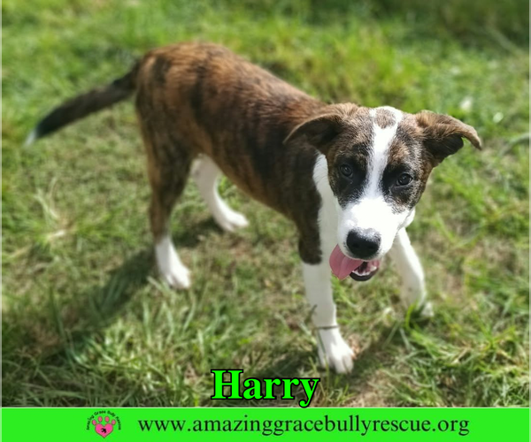 Medium Photo #6 Mutt Puppy For Sale in Milton, FL, USA