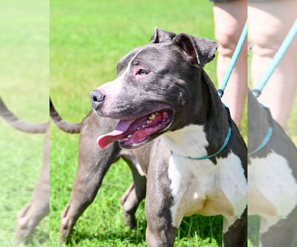 Medium Photo #2 American Pit Bull Terrier Puppy For Sale in Glen Allen, VA, USA