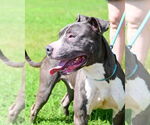 Small #1 American Pit Bull Terrier