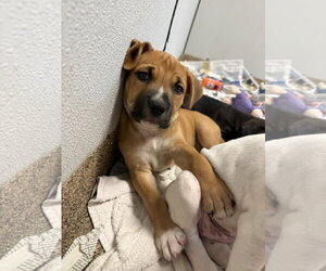 Labrador Retriever-Unknown Mix Dogs for adoption in Sanford, FL, USA