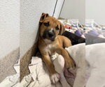 Small Labrador Retriever Mix