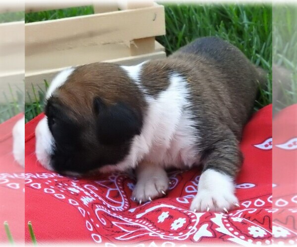 Medium Photo #3 Boxer Puppy For Sale in MANHEIM, PA, USA