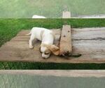 Puppy 7 Beagle