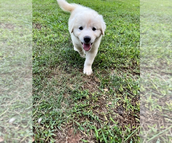 Medium Photo #7 Great Pyrenees Puppy For Sale in DANVILLE, AL, USA