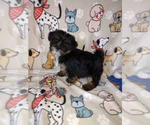 Shih Tzu Puppy for sale in LAPEER, MI, USA