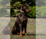 Small #14 Doberman Pinscher