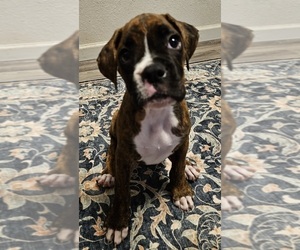 Boxer Puppy for sale in BRIGHTON, CO, USA