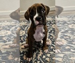 Small Boxer