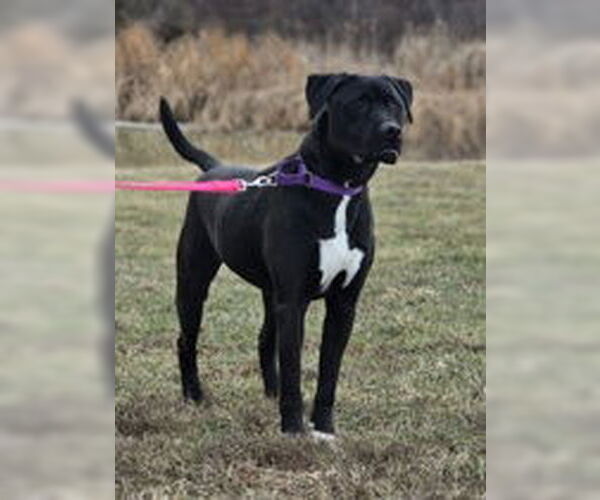 Medium Photo #2 Labrador Retriever-Unknown Mix Puppy For Sale in Oskaloosa, IA, USA