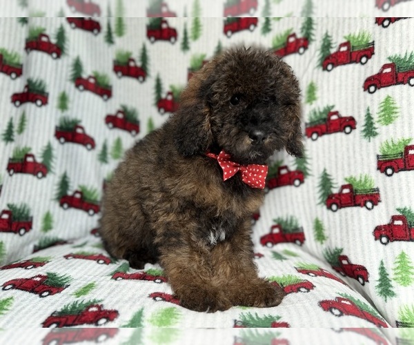 Medium Photo #2 Cockapoo (Miniature) Puppy For Sale in LAKELAND, FL, USA