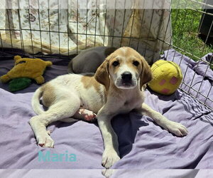 Great Pyrenees-Unknown Mix Dogs for adoption in Rustburg, VA, USA