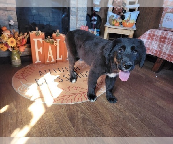 Medium Photo #31 Golden Mountain Dog Puppy For Sale in BLACK FOREST, CO, USA
