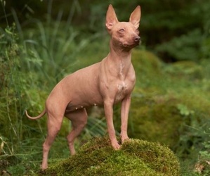 Father of the American Hairless Terrier puppies born on 05/27/2026