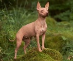 Small Photo #1 American Hairless Terrier Puppy For Sale in MEDFORD, MA, USA
