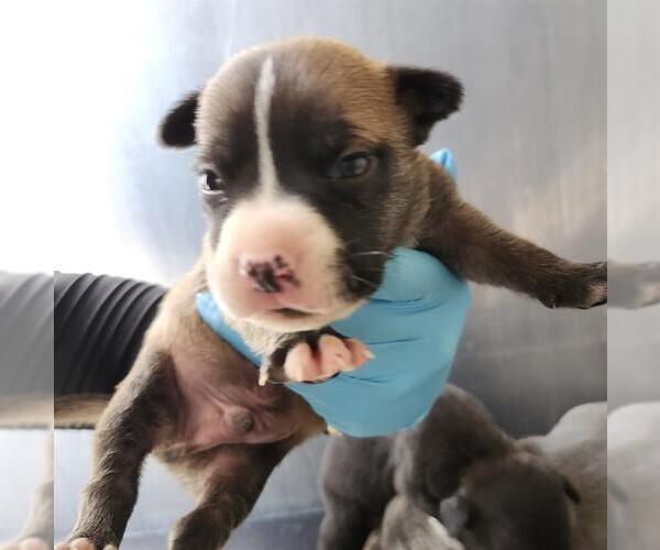 Medium Photo #1 American Staffordshire Terrier-Unknown Mix Puppy For Sale in San Antonio, TX, USA