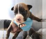 Small American Staffordshire Terrier Mix