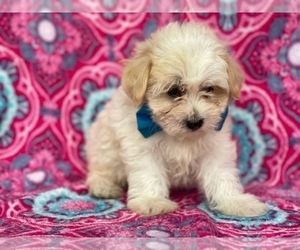 Coton de Tulear Puppy for sale in LANCASTER, PA, USA
