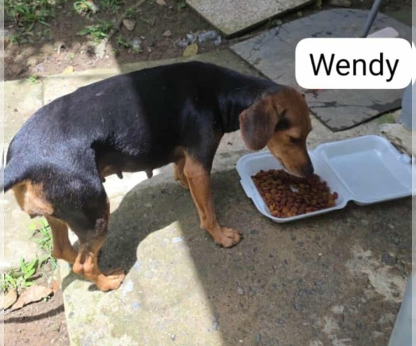 Medium Photo #2 Mutt Puppy For Sale in Virginia Beach, VA, USA