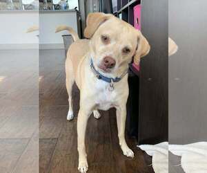 Beagle-Chihuahua Mix Dogs for adoption in Denton, TX, USA