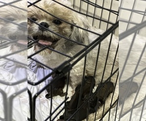 Shih Tzu Puppy for Sale in WEST PALM BCH, Florida USA