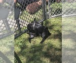 Small Photo #10 Pug Puppy For Sale in HILLSDALE, MI, USA