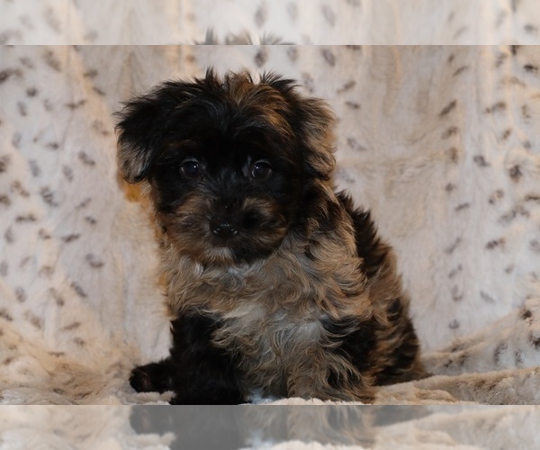 Medium Photo #3 Yorkiepoo mix (+ Poodle Toy) Puppy For Sale in DYERSBURG, TN, USA