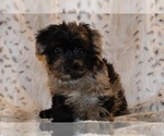 Small #2 Yorkiepoo mix (+ Poodle Toy)