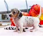 Small #6 Dachshund