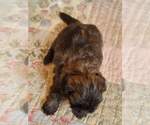 Small Photo #17 Shih Tzu Puppy For Sale in MANES, MO, USA