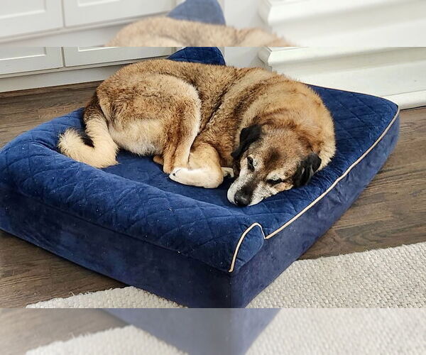 Medium Photo #3 Anatolian Shepherd-Unknown Mix Puppy For Sale in Houston, TX, USA