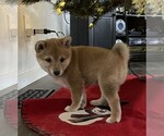Small Photo #7 Shiba Inu Puppy For Sale in SNOHOMISH, WA, USA