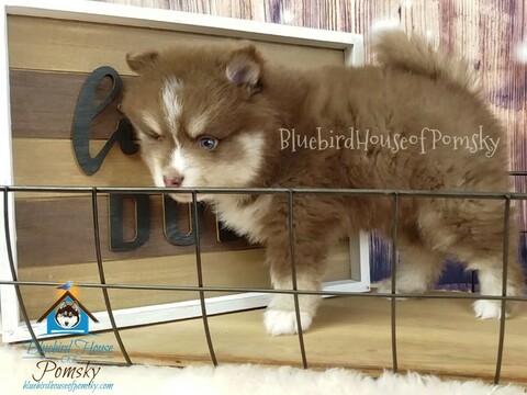 Medium Photo #4 Pomsky Puppy For Sale in ANDOVER, MN, USA